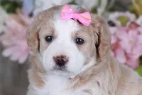 GRACE, a female Golden Mountain Doodle for sale in Murray, KY – Photo 5 of 5