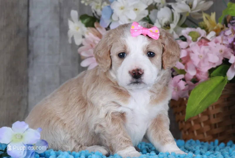 GRACE, a female Golden Mountain Doodle for sale in Murray, KY – Photo 1 of 5