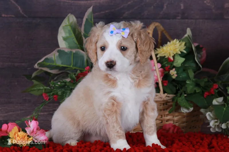 GRACE – Golden Mountain Doodle puppy for sale in Murray, KY
