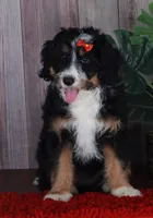 TRACEY, a female Aussiedoodle and Bernedoodle for sale in Murray, KY – 4 of 9