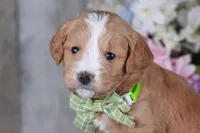 JUSTICE, a male Golden Mountain Doodle for sale in Murray, KY – Photo 3 of 4