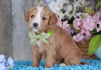 JUSTICE, a male Golden Mountain Doodle for sale in Murray, KY – Photo 1 of 4