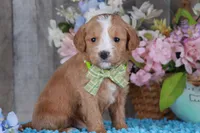 JUSTICE, a male Golden Mountain Doodle for sale in Murray, KY – Photo 4 of 4