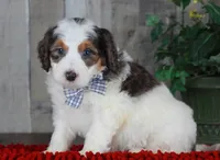 CHANDLER, a male Bernedoodle and Miniature Aussiedoodle for sale in Murray, KY – Photo 4 of 6