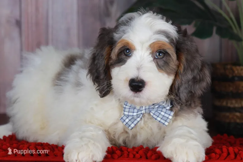CHANDLER – Bernedoodle, Miniature Aussiedoodle puppy for sale in Murray, KY