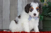 CHANDLER, a male Bernedoodle and Miniature Aussiedoodle for sale in Murray, KY – Photo 5 of 6