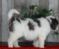 CHANDLER, a male Bernedoodle and Miniature Aussiedoodle for sale in Murray, KY – Photo 3 of 6