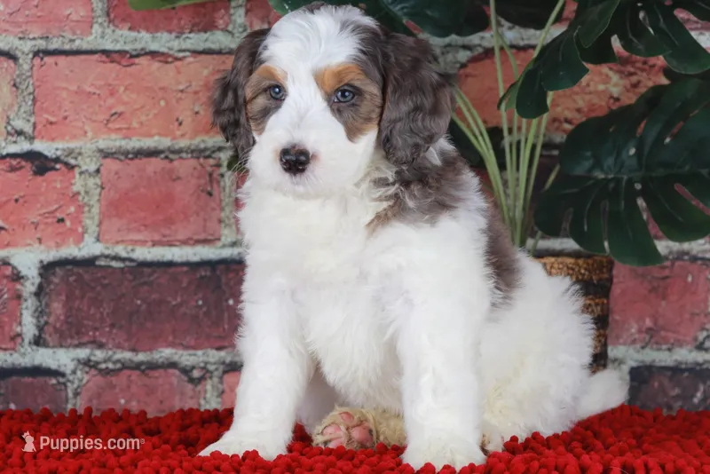 CHANDLER – Bernedoodle, Miniature Aussiedoodle puppy for sale in Murray, KY