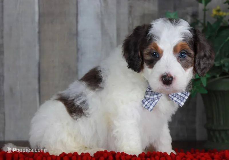 CHANDLER – Bernedoodle, Miniature Aussiedoodle puppy for sale in Murray, KY