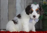 CHANDLER, a male Bernedoodle and Miniature Aussiedoodle for sale in Murray, KY – Photo 1 of 6