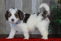 CHANDLER, a male Bernedoodle and Miniature Aussiedoodle for sale in Murray, KY – Photo 2 of 6