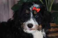 TRACEY, a female Aussiedoodle and Bernedoodle for sale in Murray, KY – 9 of 9