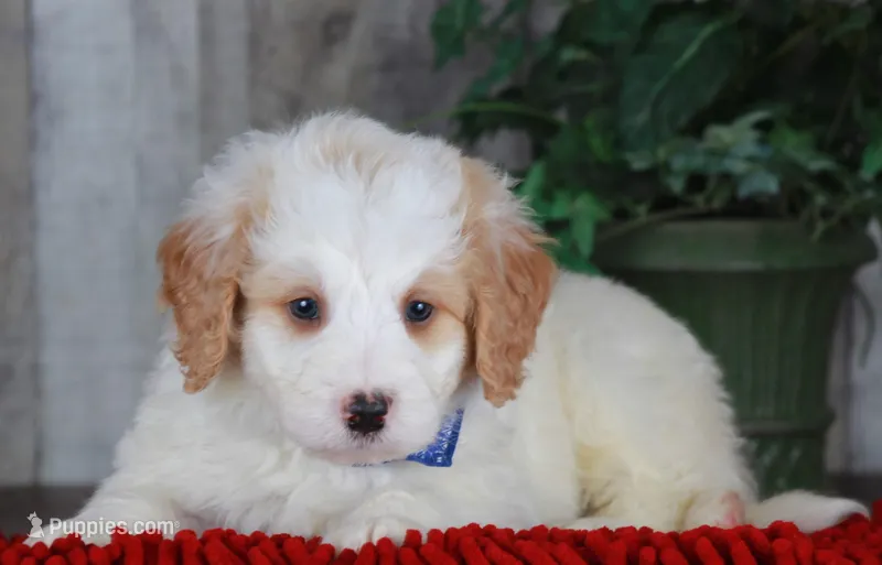 CHARLIE – Bernedoodle, Miniature Aussiedoodle puppy for sale in Murray, KY