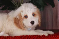 CHARLIE, a male Bernedoodle and Miniature Aussiedoodle for sale in Murray, KY – 6 of 6