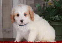 CHARLIE, a male Bernedoodle and Miniature Aussiedoodle for sale in Murray, KY – Photo 3 of 5