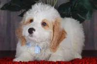 CHARLIE, a male Bernedoodle and Miniature Aussiedoodle for sale in Murray, KY – 3 of 6