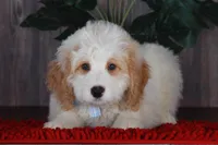 CHARLIE, a male Bernedoodle and Miniature Aussiedoodle for sale in Murray, KY – 4 of 6