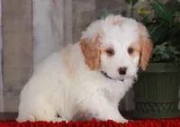 CHARLIE, a male Bernedoodle and Miniature Aussiedoodle for sale in Murray, KY – Photo 4 of 5