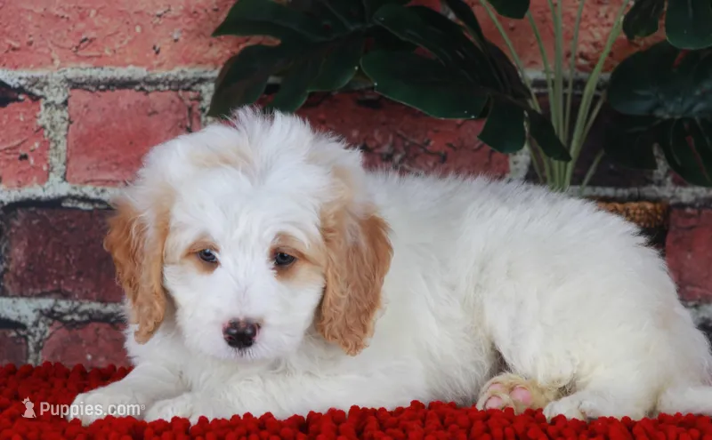 CHARLIE – Bernedoodle, Miniature Aussiedoodle puppy for sale in Murray, KY