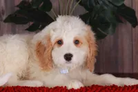 CHARLIE, a male Bernedoodle and Miniature Aussiedoodle for sale in Murray, KY – 5 of 6