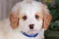 CHARLIE, a male Bernedoodle and Miniature Aussiedoodle for sale in Murray, KY – Photo 5 of 5