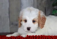 CHARLIE, a male Bernedoodle and Miniature Aussiedoodle for sale in Murray, KY – Photo 2 of 5