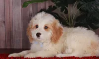 CHARLIE, a male Bernedoodle and Miniature Aussiedoodle for sale in Murray, KY – 2 of 6