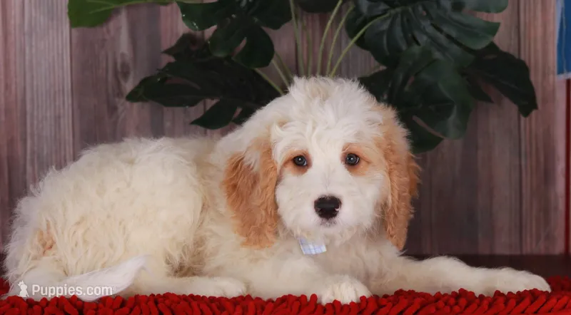CHARLIE – Bernedoodle, Miniature Aussiedoodle puppy for sale in Murray, KY