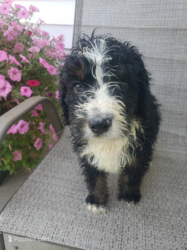 MOOSE  – Bernedoodle puppy for sale in New Haven, IN