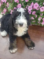 MOOSE , a male Bernedoodle for sale in New Haven, IN – 4 of 9