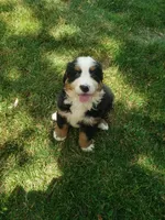 Emma , a female Bernese Mountain Dog for sale in New Haven, IN – 5 of 7