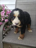 Maddie , a female Bernese Mountain Dog for sale in New Haven, IN – 2 of 10