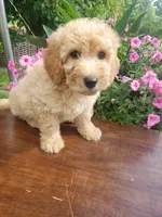 Sammy , a male Miniature Goldendoodle for sale in New Haven, IN – 5 of 9