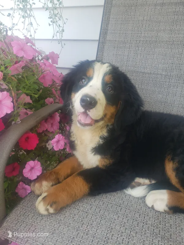 Maddie  – Bernese Mountain Dog puppy for sale in New Haven, IN