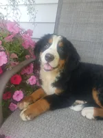 Maddie , a female Bernese Mountain Dog for sale in New Haven, IN – 4 of 9