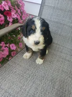 Emma , a female Bernedoodle for sale in New Haven, IN – 4 of 10
