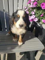 Daisy , a female Bernese Mountain Dog for sale in New Haven, IN – 8 of 9