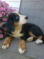 Maddie , a female Bernese Mountain Dog for sale in New Haven, IN – 8 of 9