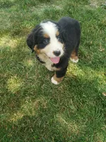 Emma , a female Bernese Mountain Dog for sale in New Haven, IN – 4 of 7