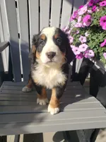 Daisy , a female Bernese Mountain Dog for sale in New Haven, IN – 6 of 9