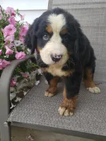 Maddie , a female Bernese Mountain Dog for sale in New Haven, IN – 3 of 10