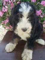 Benji, a male Bernedoodle for sale in New Haven, IN – 6 of 10