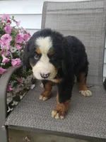 Maddie , a female Bernese Mountain Dog for sale in New Haven, IN – 7 of 10