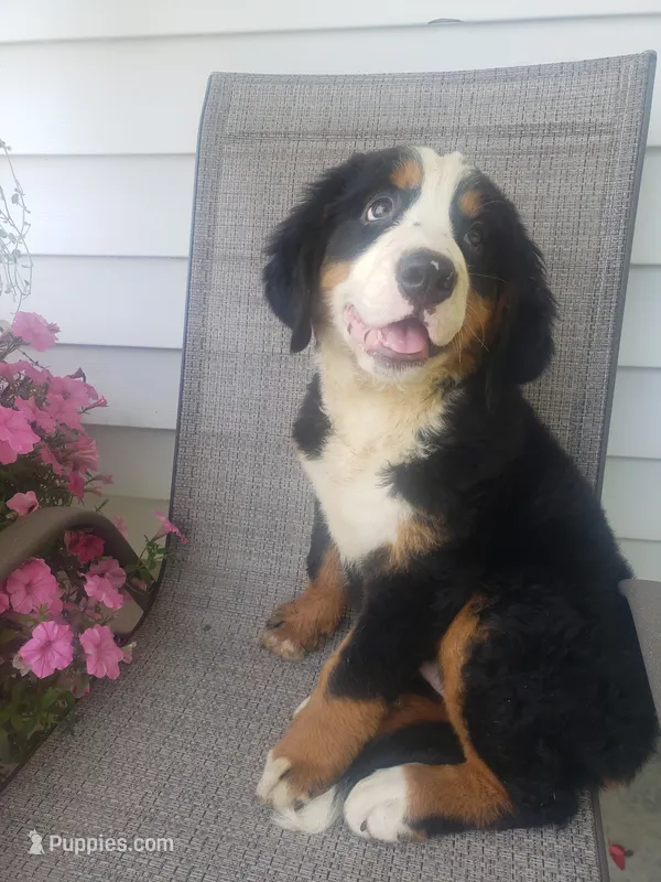 Maddie  – Bernese Mountain Dog puppy for sale in New Haven, IN