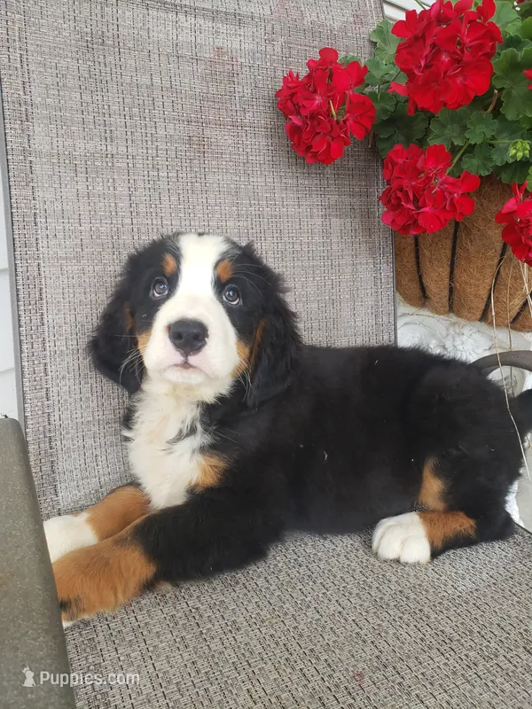 Hannah  – Bernese Mountain Dog puppy for sale in New Haven, IN