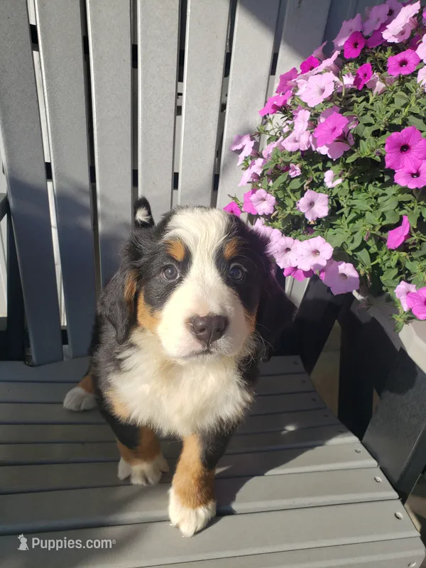 Daisy  – Bernese Mountain Dog puppy for sale in New Haven, IN