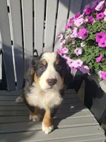 Daisy , a female Bernese Mountain Dog for sale in New Haven, IN – 1 of 9