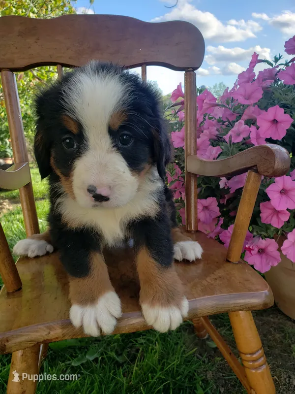 Lucy – Bernese Mountain Dog puppy for sale in New Haven, IN