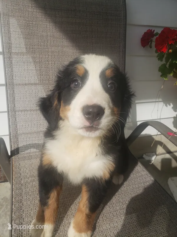 Daisy  – Bernese Mountain Dog puppy for sale in New Haven, IN