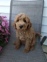 Noah, a male Miniature Goldendoodle for sale in New Haven, IN – 7 of 10